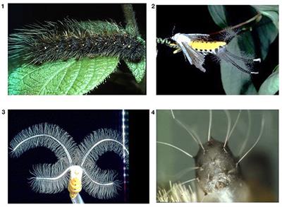 Plant Secondary Metabolites Modulate Insect Behavior-Steps Toward Addiction?